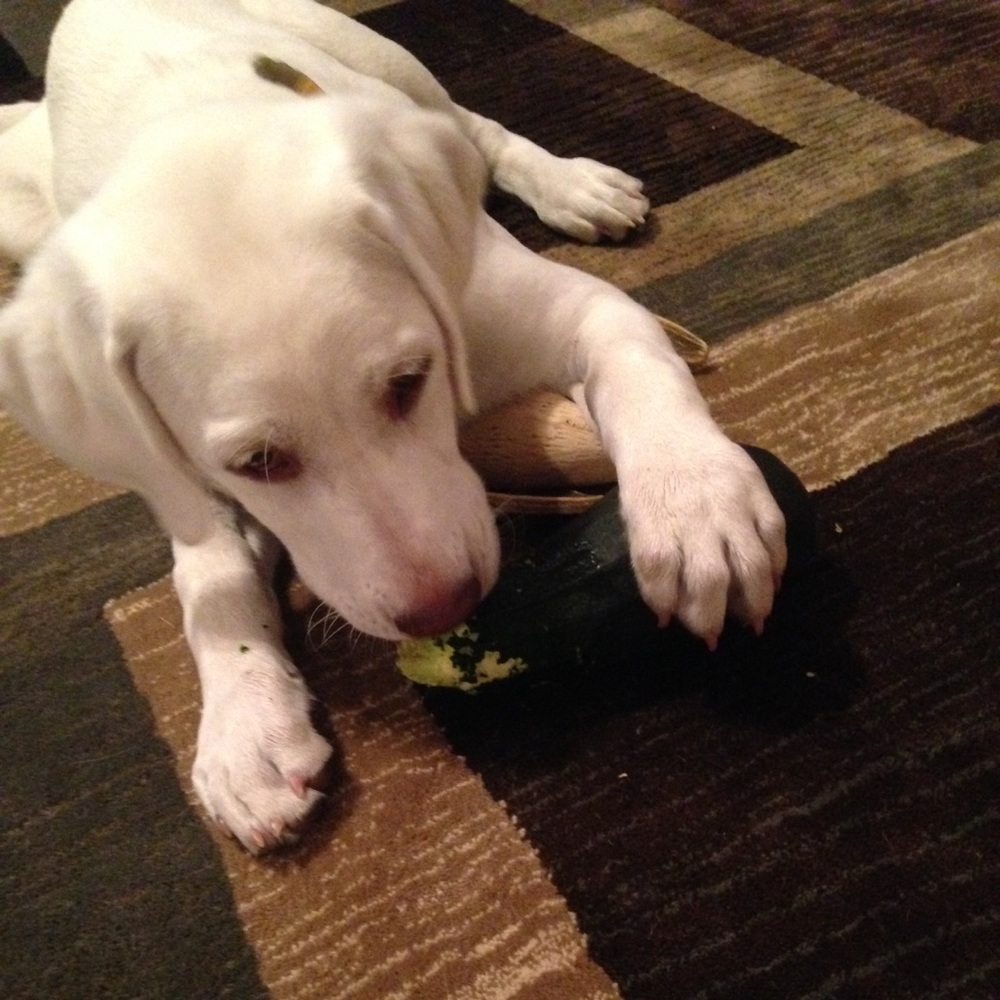 Meet your Posher, Cassie